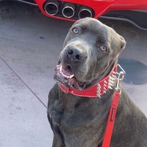 Meet your Posher, Dee